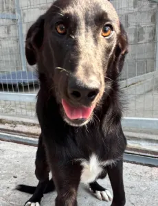 Adopt Simba