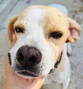 Adopt Alma