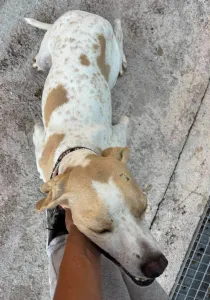 Adopt Alma