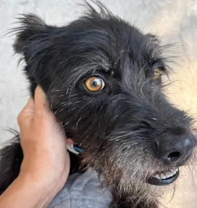 Adopt Tom
