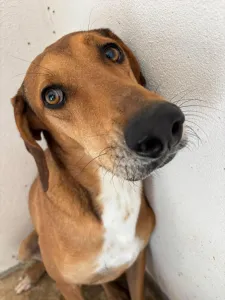Adopt Dias