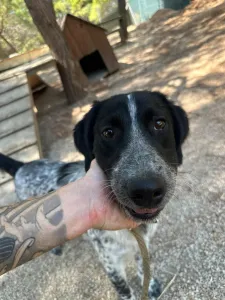 Adopt Albi