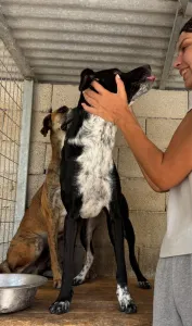 Adopt Row
