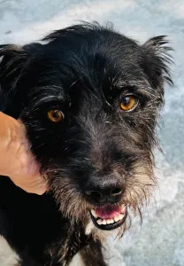 Adopt Tom