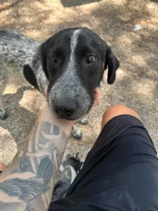 Adopt Albi