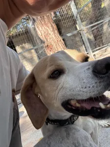 Adopt Alma