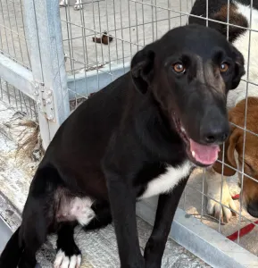 Adopt Simba
