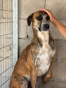 Adopt Cosmos