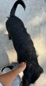 Adopt Tom