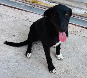 Adopt Simba
