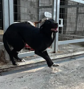 Adopt Simba