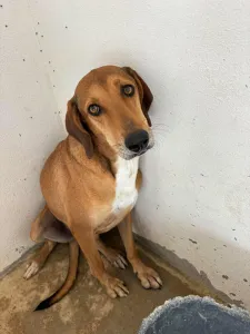 Adopt Dias