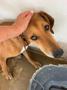 Adopt Dias