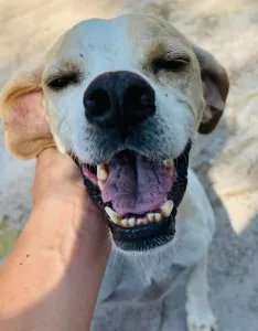 Adopt Alma