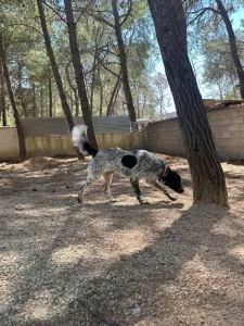 Adopt Albi