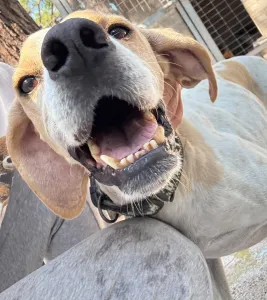Adopt Alma