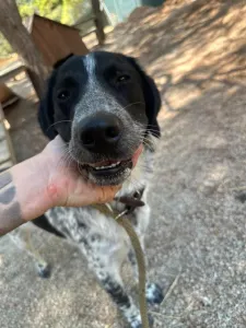 Adopt Albi