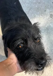 Adopt Tom