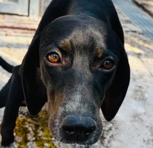 Adopt Jorun