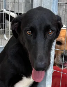 Adopt Simba