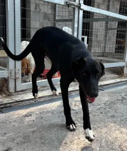 Adopt Simba
