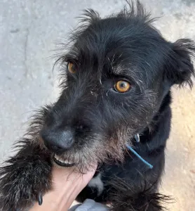 Adopt Tom