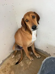 Adopt Dias