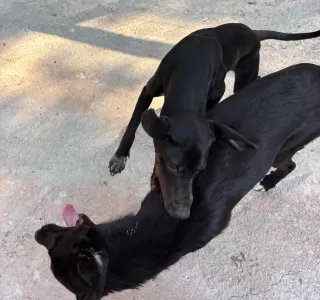 Adopt Jorun
