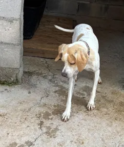 Adopt Alma