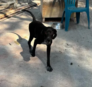 Adopt Jorun