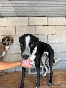 Adopt Cosmos