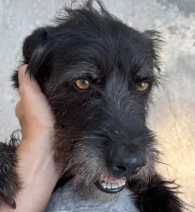 Adopt Tom