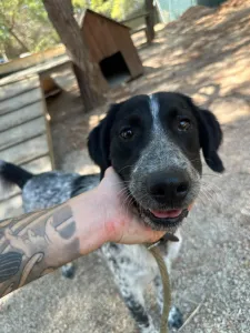 Adoption profile for Albi