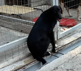 Adopt Tom