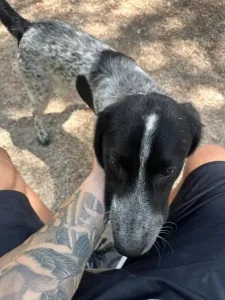 Adopt Albi