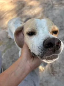 Adopt Alma