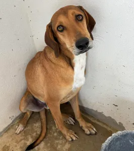 Adopt Dias