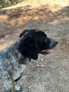 Adopt Albi
