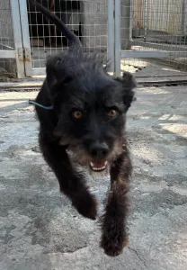 Adopt Tom