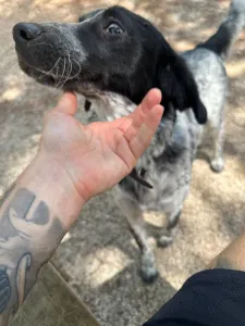 Adopt Albi
