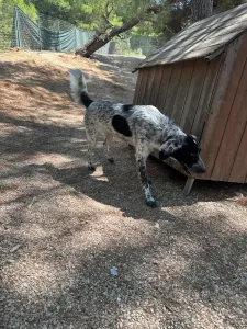 Adopt Albi