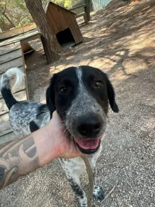 Adopt Albi