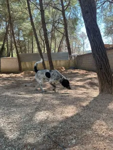 Adopt Albi