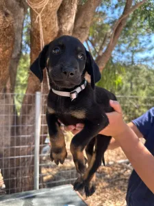 Adopt Iker