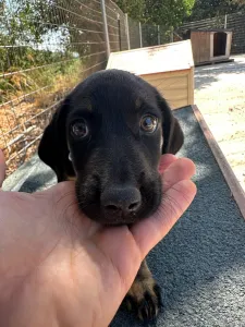 Adoption profile for Ekler