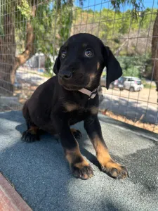 Adopt Iker