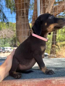 Adopt Margi
