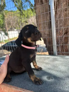Adopt Margi