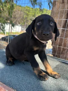 Adopt Iker