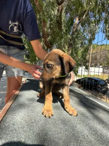 Adopt Edi
